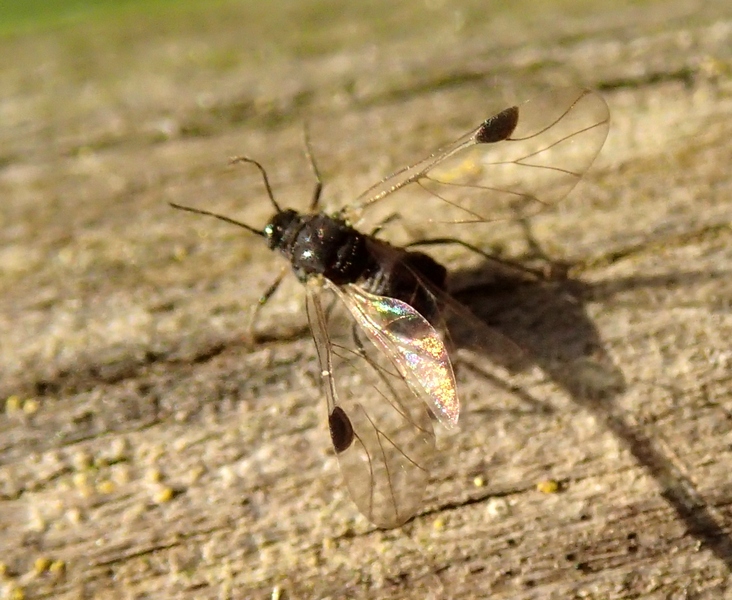 Anoecia corni (Aphididae)